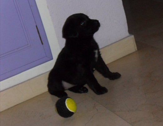 pendiente de la gata!! XD